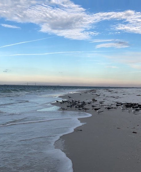 Explore Florida's Beautiful Anna Maria Island