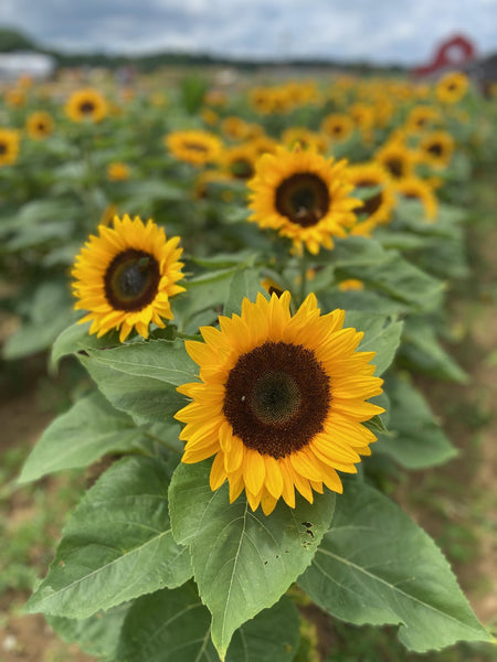 Trains, Planes, and Climbing in the Sunflower State